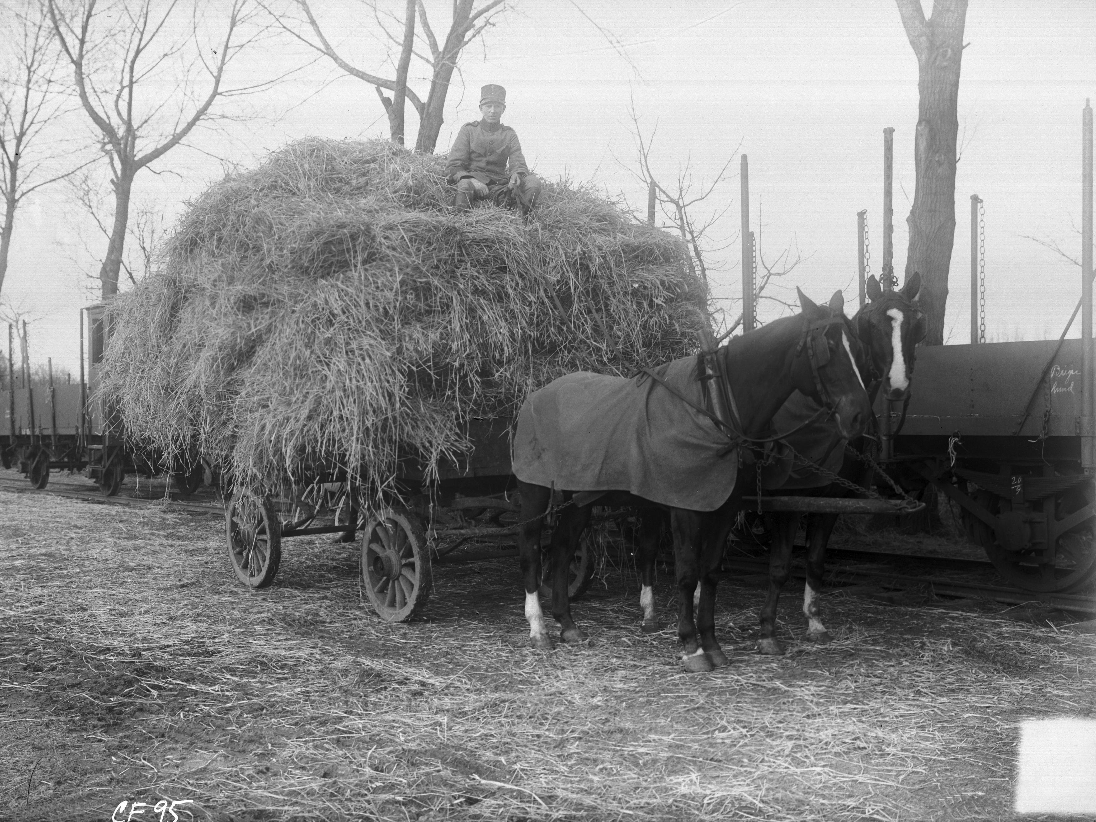 Wie Viel Hühnereier Passen In Ein Straußenei Carlotta - Foto